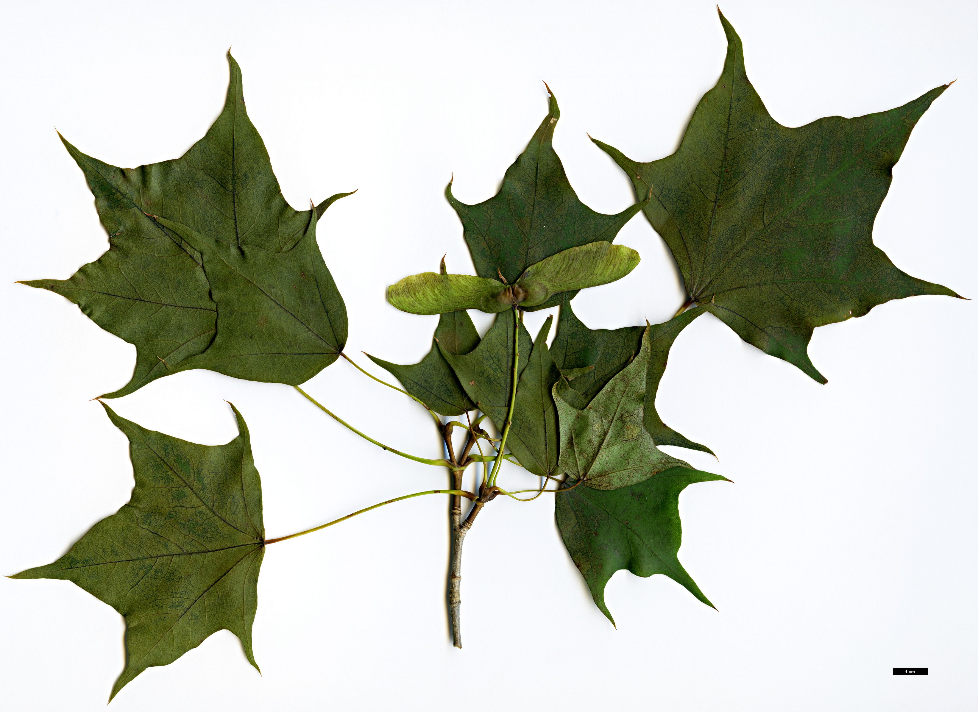 High resolution image: Family: Sapindaceae - Genus: Acer - Taxon: pictum - SpeciesSub: subsp. mono High resolution image: Family: Sapindaceae - Genus: Acer - Taxon: pictum - SpeciesSub: subsp. mono